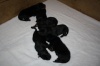 des barons noirs Dellafoppa
