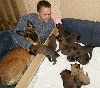 Chiots de l'�levage des loups de Champtoise