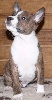 Basenji