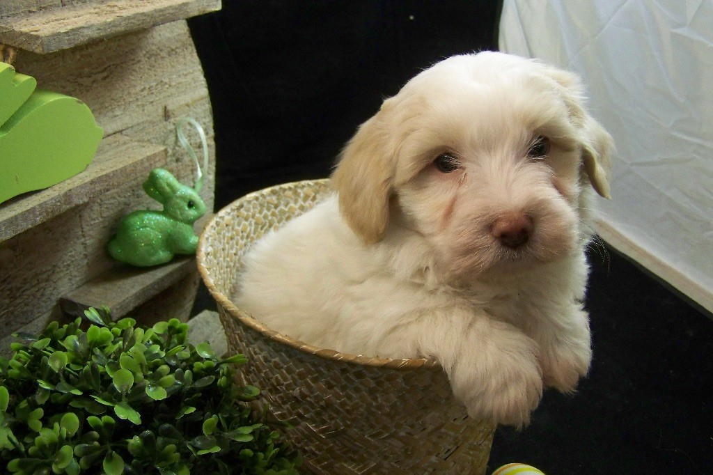 Accueil Elevage du domaine de jerrie black eleveur de chiens Coton