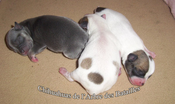Bébés d'un jour