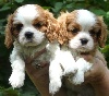 Chiots de l'�levage Du domaine des sylves