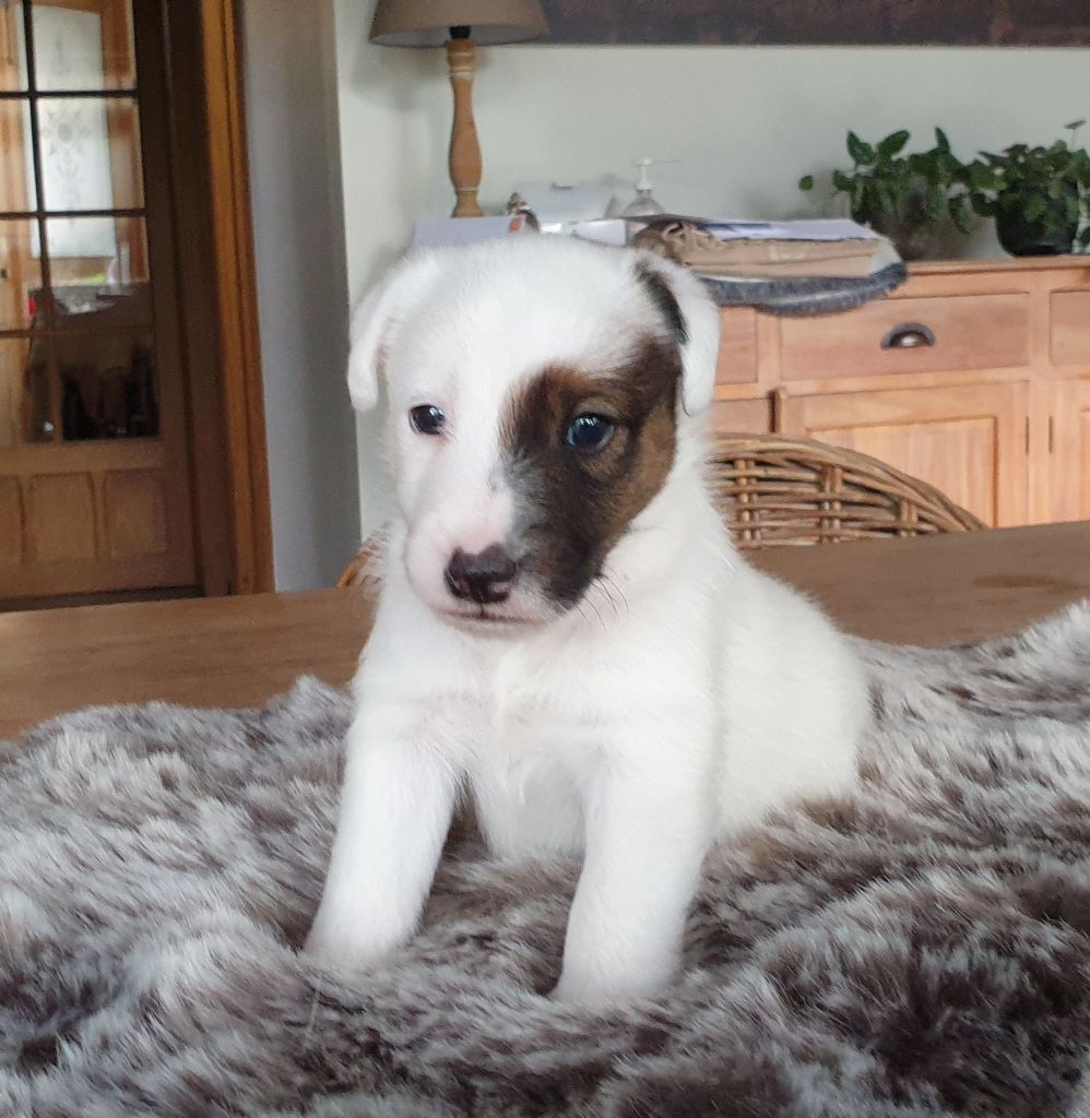 Of Flanders Hill - Chiot disponible  - Fox Terrier Poil lisse