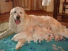 Chiots de l'�levage des Arcanes D'Hermes