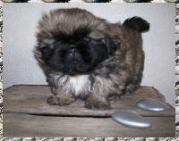 Chiots Pékinois disponibles sur Atara.com