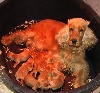 Chiots de l'�levage de Kermest