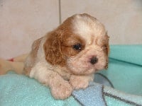Chiots Cavalier King Charles Spaniel disponibles sur Atara.com