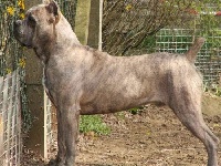 TN200_chiens-Cane-Corso-ddd86822-b78c-2b94-d9f5-bebb00d76cab.jpg