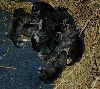 Chiots de l'�levage Magic Wolf