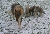 La Seven Loup Cie
