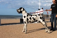 Fascination des saphirs d'atlantis - dog show