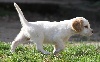 Setter anglais