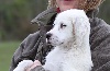 Setter anglais
