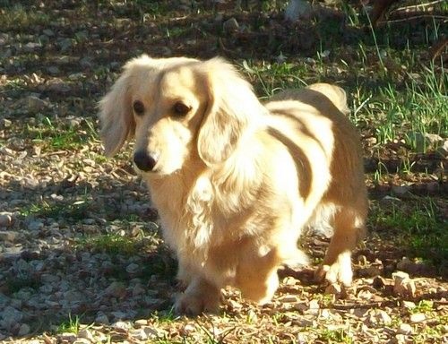 Teckel Poil Long Beige