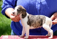 Chiots Whippet disponibles sur Atara.com