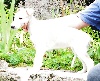 Barzoi