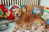 Chiots de l'�levage Feelgood Lazaryzou