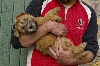 Irish Soft Coated Wheaten Terrier