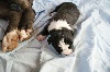 Chiots de l'�levage des valeureuses gargouilles