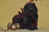 Chow Chow