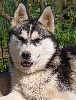 Siberian Husky