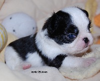 Chiots Epagneul japonais disponibles sur Atara.com