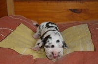Chiots Dogue allemand disponibles sur Atara.com