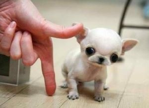 Copyright et licence de l'image: Miniatures  chiens 