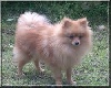 Spitz allemand