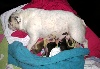 Chiots de l'�levage des Bull Mouth's