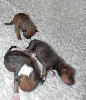 Chiots Staffordshire Bull Terrier disponibles sur Atara.com