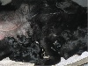 Flat Coated Retriever