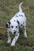 Dalmatien