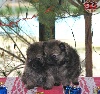 Spitz allemand