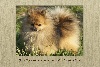 Spitz allemand