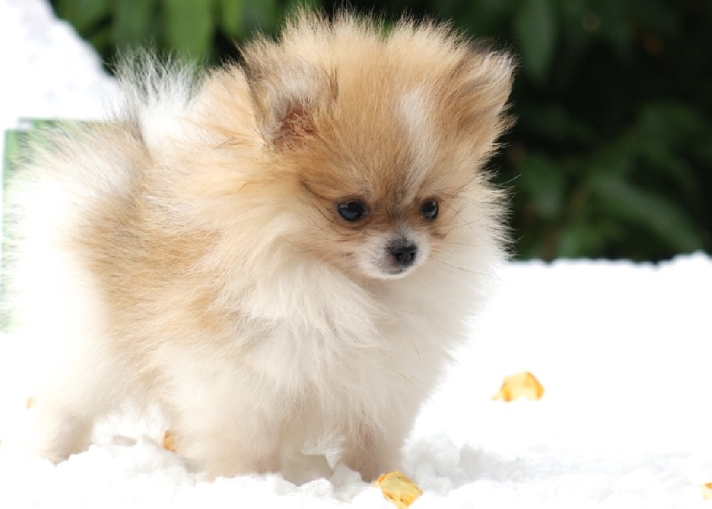 Chiot Spitz allemand, Rare F. Teacup pomeranian particolor (panaché
