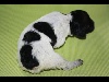 Epagneul Breton