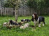 Basset Hound