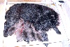 Chiots de l'�levage du Pays des Lylows