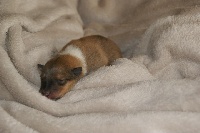 Chiots Colley à poil long disponibles sur Atara.com