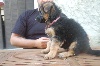 Berger allemand