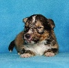 Shetland Sheepdog