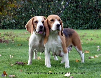 comment demarrer elevage chien