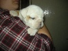 Bulldog Anglais