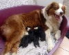 Chiots de l'�levage Lois Dreams'