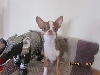 Chihuahua