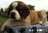 Chien du Saint-Bernard