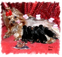 Chiots Yorkshire Terrier disponibles sur Atara.com