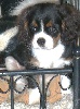 Chiots de l'�levage des fillots de morph�e