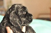 Cocker Spaniel Anglais
